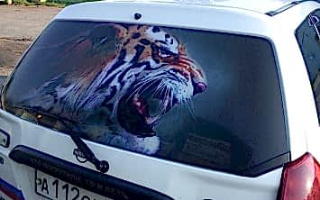 Плёнка самоклеящаяся на авто с тигром